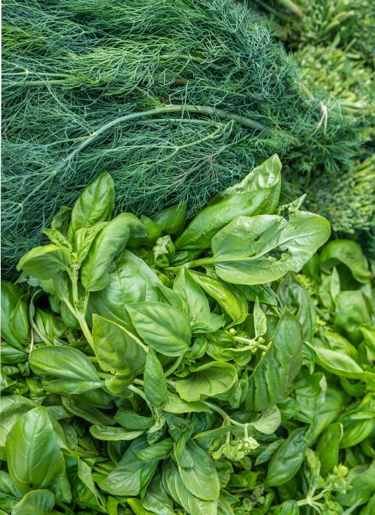 A fresh assortment of green herbs, including lush basil leaves and feathery dill, displayed together